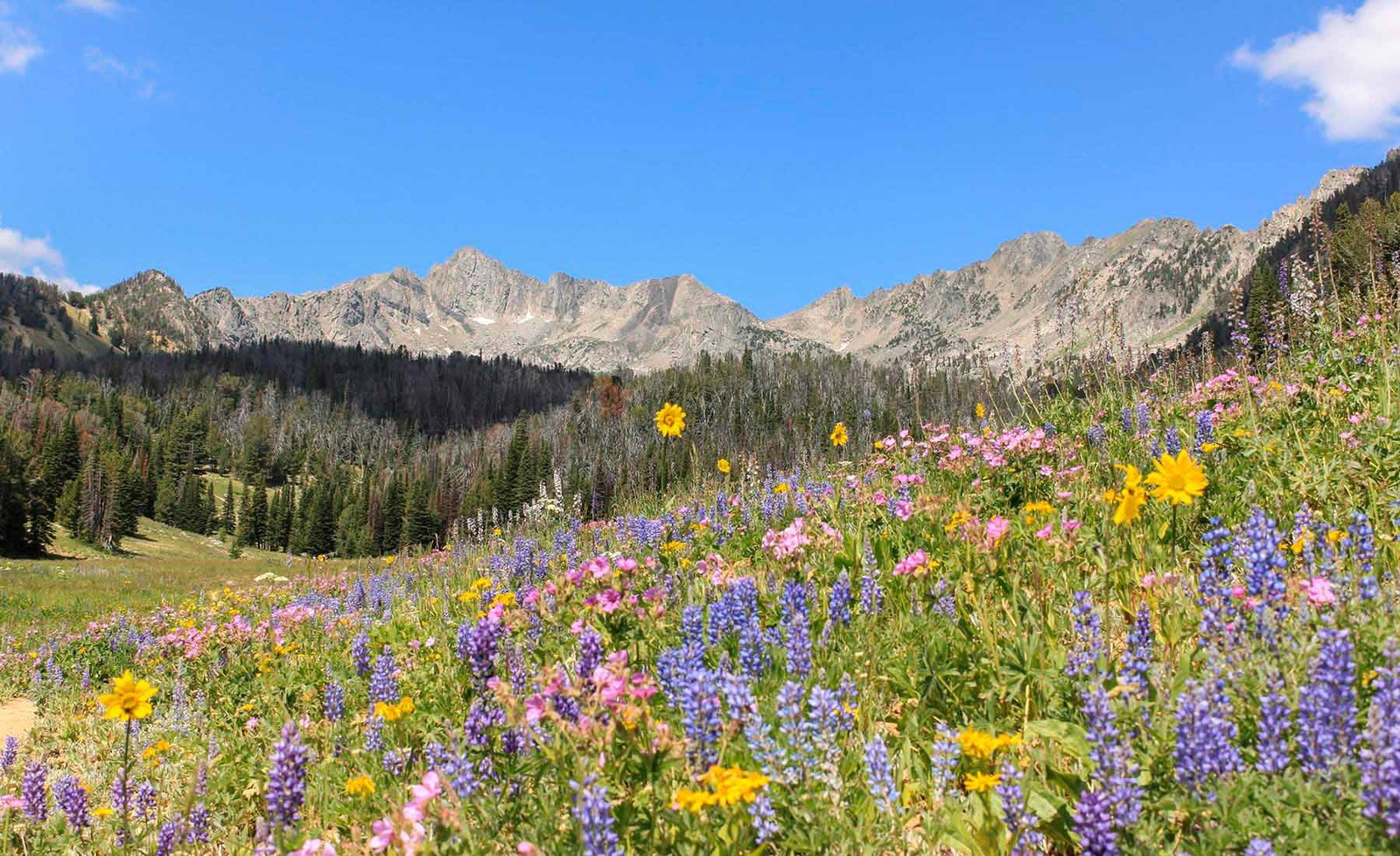 Wildflowers in Beehive Basin, Montana, with peaks behind